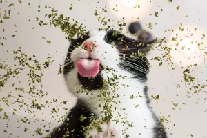 Catnip faz mal