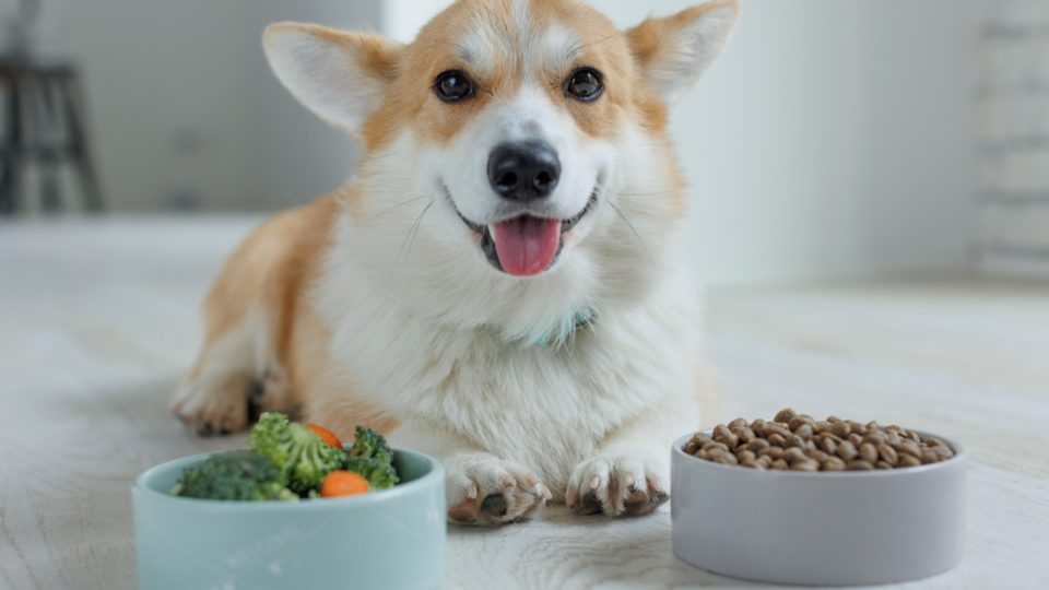 Alimentação Para o Seu Pet