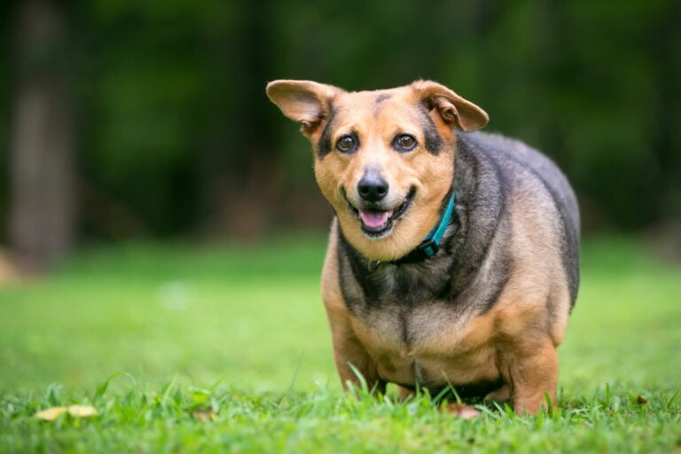 obesidade em cães