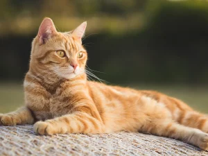 conheça as doenças infectocontagiosas em gatos