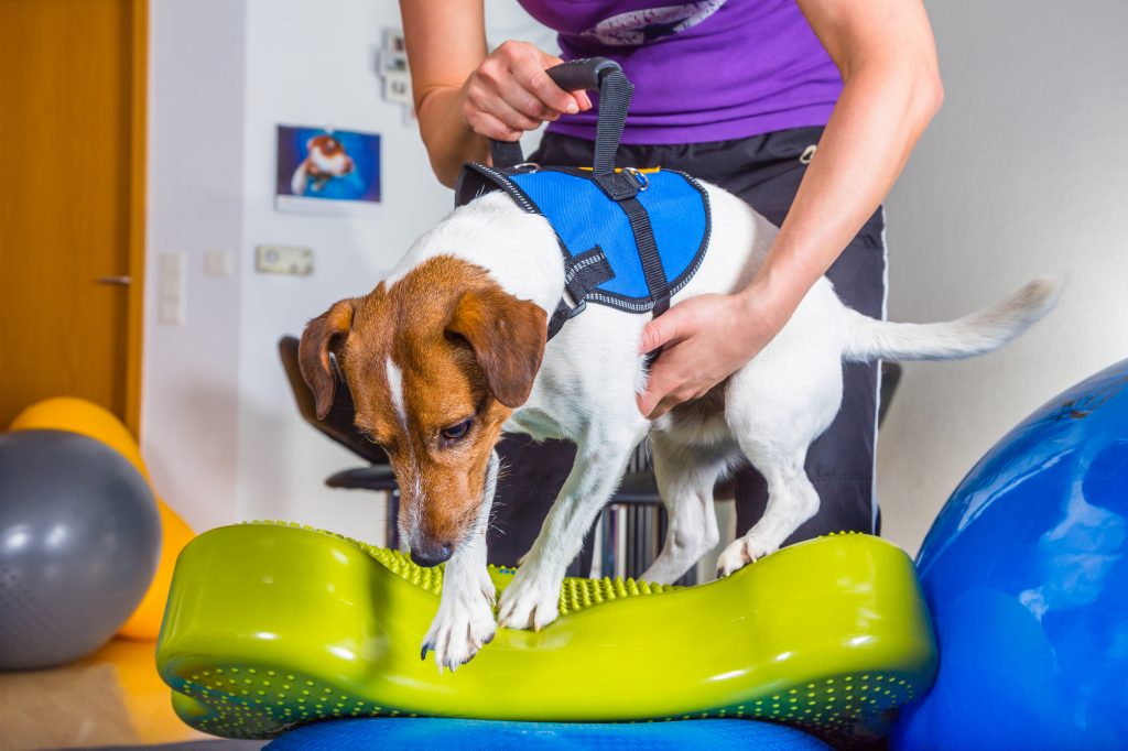 fisioterapia veterinária